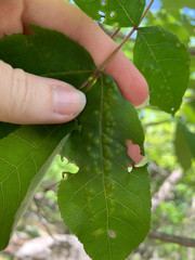 Caryomyia striolata