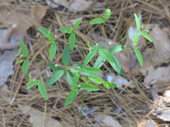 Euphorbia curtisii
