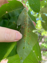 Caryomyia striolata