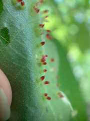 Caryomyia striolata