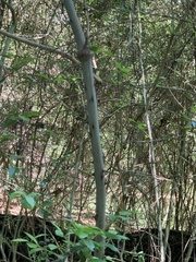 Smilax smallii