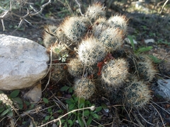 Escobaria emskoetteriana