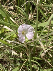 Calystegia hederacea