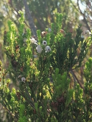 Erica margaritacea