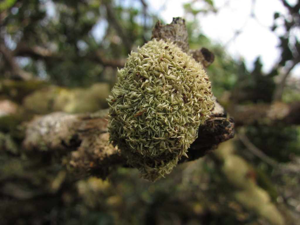Octoblepharaceae