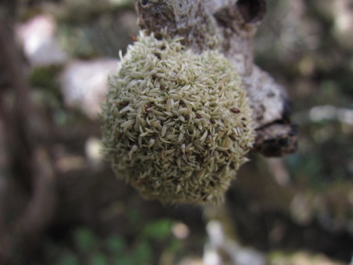 Octoblepharum albidum image