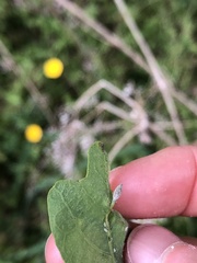 Andricus chinquapin