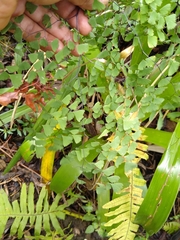Adiantum andicola