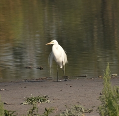Ardea alba