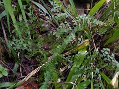 Adiantum andicola