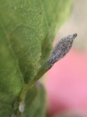 Andricus chinquapin