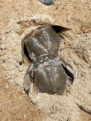 Carcinoscorpius rotundicauda