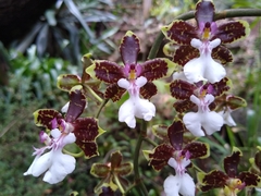 Oncidium leucochilum