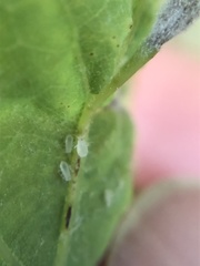 Andricus chinquapin