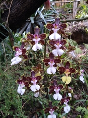 Oncidium leucochilum