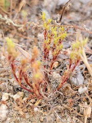 Lastarriaea coriacea