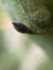 Andricus chinquapin