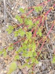 Lastarriaea coriacea