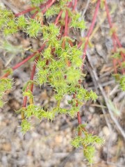 Lastarriaea coriacea