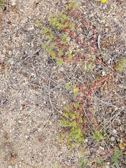Lastarriaea coriacea