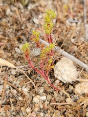 Lastarriaea coriacea
