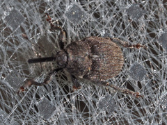 Glocianus