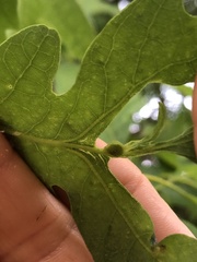 Andricus quercusutriculus