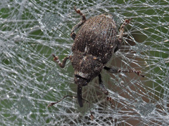 Glocianus