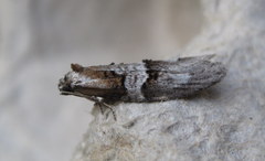 Decodes macdunnoughi