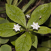Western Starflower - Photo (c) Bill Bouton, some rights reserved (CC BY-SA)