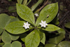 Western Starflower - Photo (c) Bill Bouton, some rights reserved (CC BY-SA)