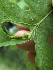 Andricus quercusutriculus