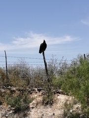 Cathartes aura
