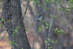 Parus major