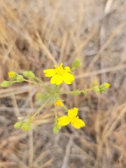 Deinandra kelloggii