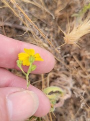 Deinandra kelloggii