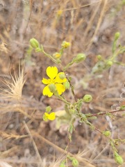 Deinandra kelloggii