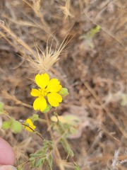 Deinandra kelloggii