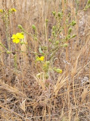 Deinandra kelloggii