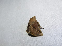 Natada fusca