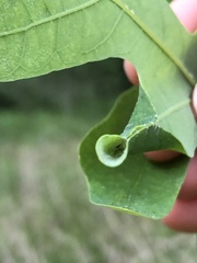 Psilocorsis quercicella