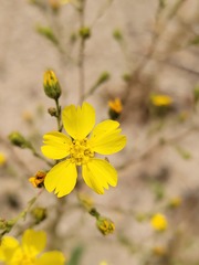 Deinandra kelloggii