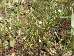 Claytonia parviflora viridis
