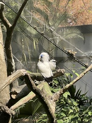 Leucopsar rothschildi