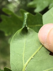 Psilocorsis quercicella