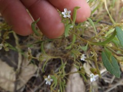 Claytonia parviflora viridis