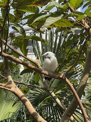 Leucopsar rothschildi