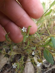 Claytonia parviflora viridis