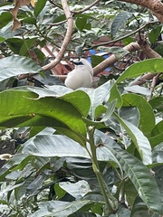 Leucopsar rothschildi