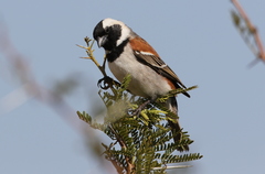 Passer melanurus vicinus